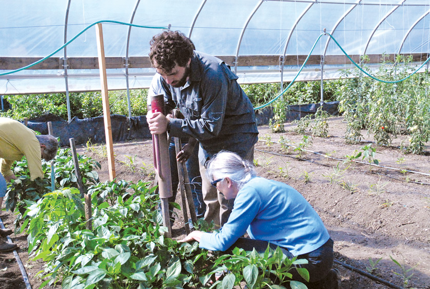 Volunteers at the Capuchin-sponsored Earthworks Urban Farm work in the greenhouse July 15, tending to vegetables that will be used to supply the Capuchin Soup Kitchen.