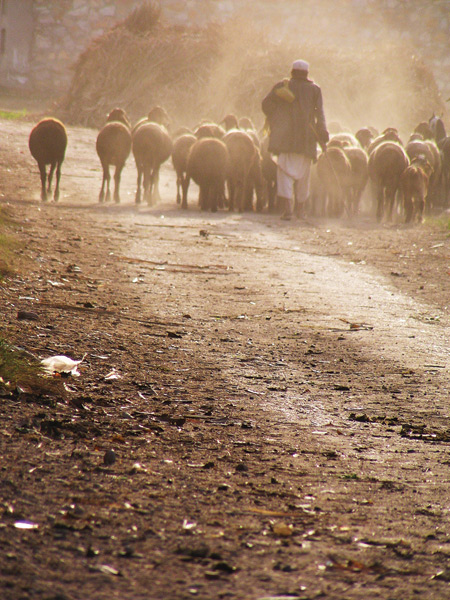 When Jesus says he has "other sheep that do not belong to this fold" he is likely referring to the gentiles, who were separated from the nation of Israel to keep the latter pure and sanctified. 